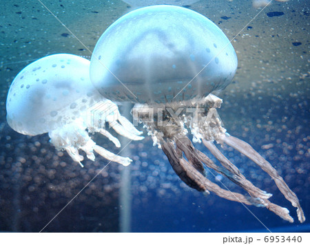 タコクラゲ 6953440