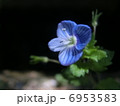オオイヌノフグリ 6953583