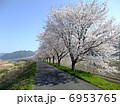 加古川川沿いの桜並木 6953765