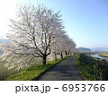 加古川川沿いの桜並木 6953766