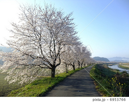 加古川川沿いの桜並木 6953766