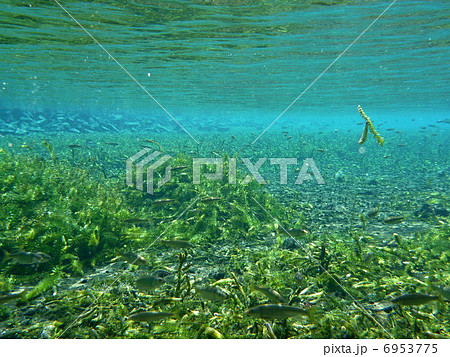 春の水中 春の水中 6953775