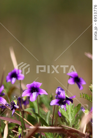 スミレ スミレ 6953776