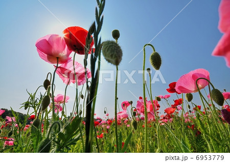 ポピー 6953779
