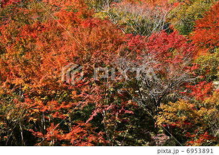 紅葉 養老渓谷 紅葉 養老渓谷 6953891