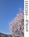 桜　青空 6953935