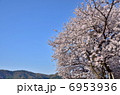 桜　青空 6953936
