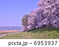 京都　背割堤　桜 6953937