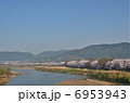 京都　背割堤　桜 6953943