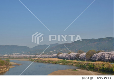 京都　背割堤　桜 6953943