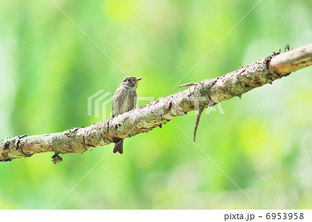 サメビタキ 6953958