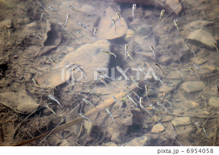 めだか めだか 6954058