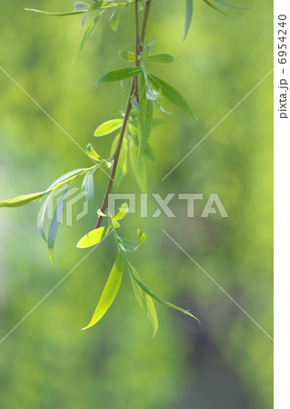 柳の葉 柳の葉 6954240