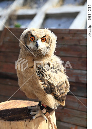 ミミズク　ふくろう　猛禽類　 ベンガルワシミミズク　雛 6954256