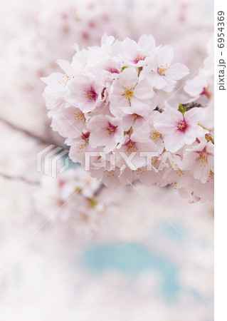 ソフトフォーカスの桜 6954369