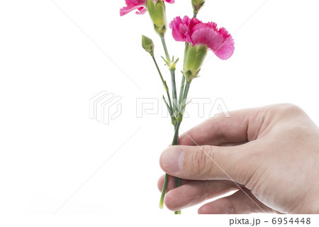 カーネーション 6954448