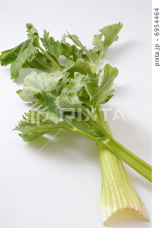 セロリ 6954464