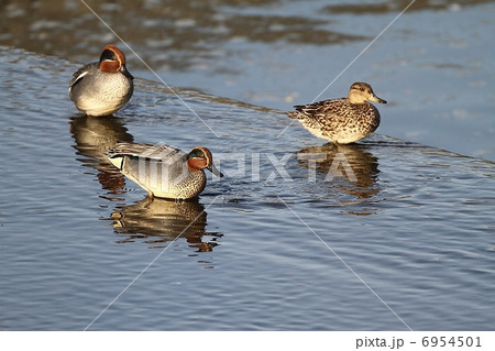 コガモ 6954501