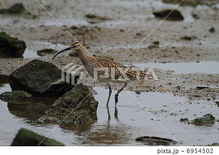 チュウシャクシギ 6954502