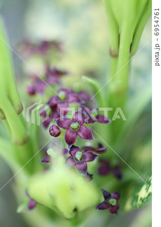 アオキの花 6954761