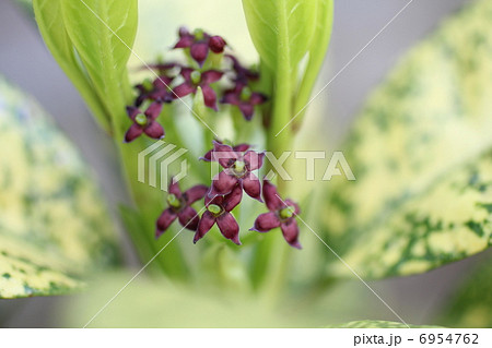 アオキの花 6954762