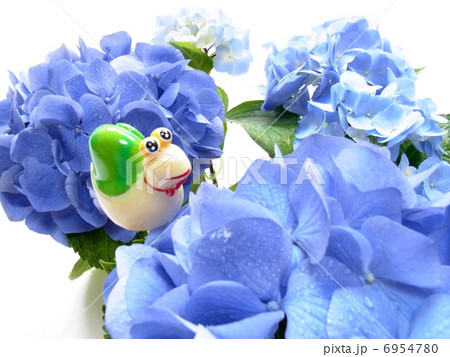 梅雨イメージ　かたつむりと紫陽花 6954780