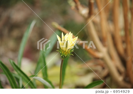 開花前のガザニアの花 6954929