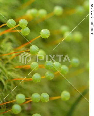 タマゴケの胞子体 6954930