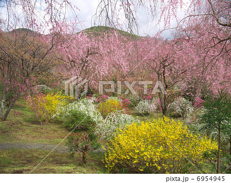 京都　原谷苑の桜 6954945