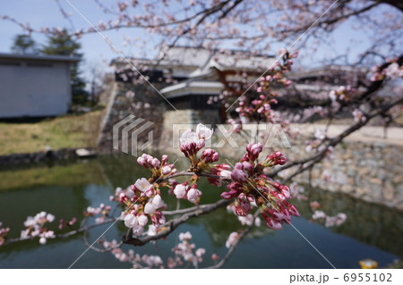 松本城 太鼓門と桜 松本城 太鼓門と桜 6955102