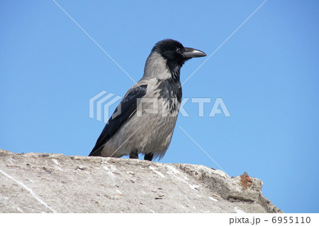 The Raven The Raven 6955110
