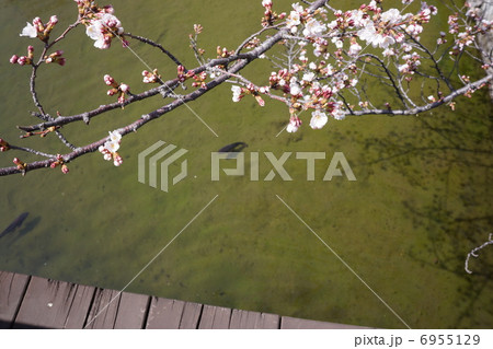 松本城　桜と鯉 6955129