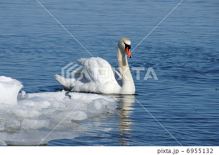 White swan 6955132