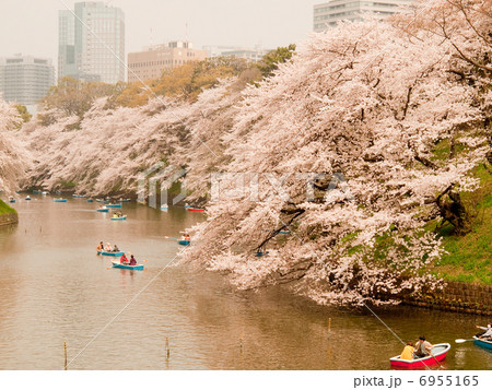 千鳥ヶ淵の桜 6955165