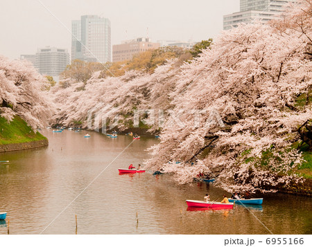 千鳥ヶ淵の桜 6955166