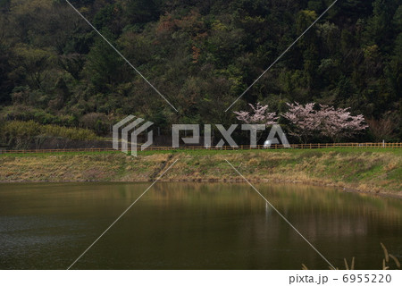 溜め池の桜 溜め池の桜 6955220