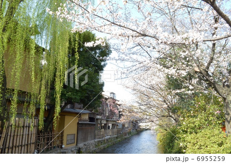 春色の祇園白川 春色の祇園白川 6955259