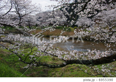 法勝寺川土手の桜 6955390
