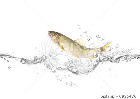 鮎 6955476