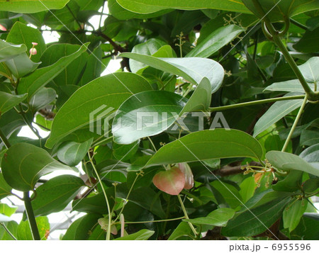 セイロンニッケイ(桂皮) 6955596