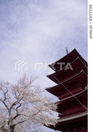 池上本門寺 五重塔と桜 6955598