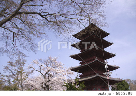 池上本門寺 五重塔と桜 6955599