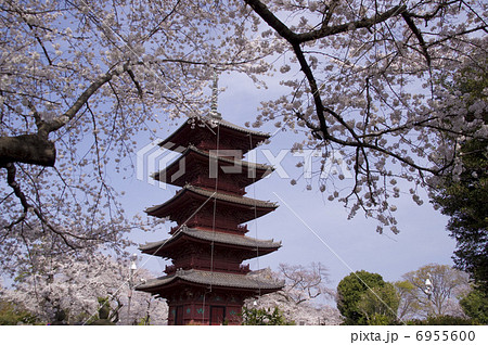 池上本門寺 五重塔と桜 池上本門寺 五重塔と桜 6955600