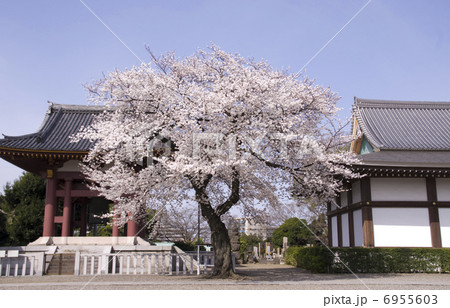 池上本門寺 桜 6955603
