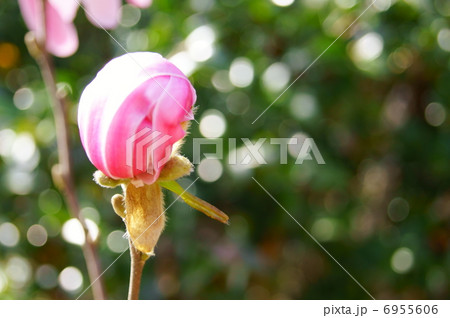 桃姫花コブシ 花言葉 歓迎 Magnolia Stellataの写真素材