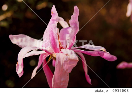 桃姫花コブシ 花言葉 歓迎 Magnolia Stellata の写真素材