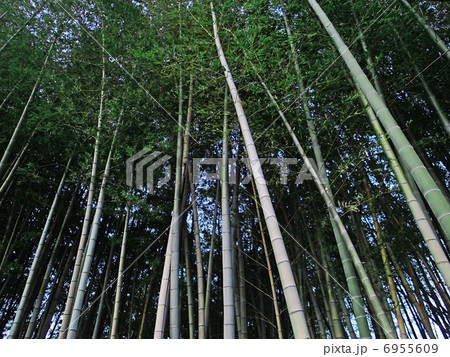 竹林 6955609