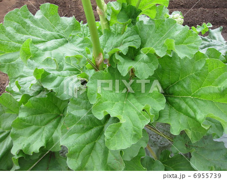 マルハダイオウ　 6955739