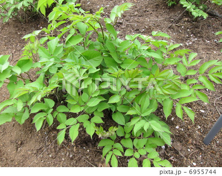 ドクカツ　　 6955744