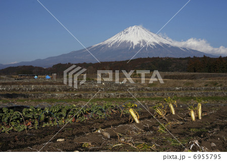 富士山と大根 6955795